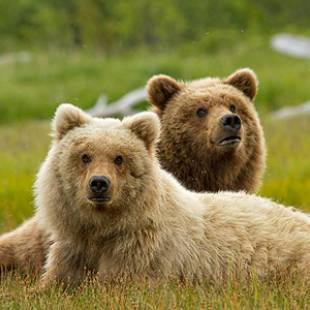 6 Disneynature Movies for Earth Day