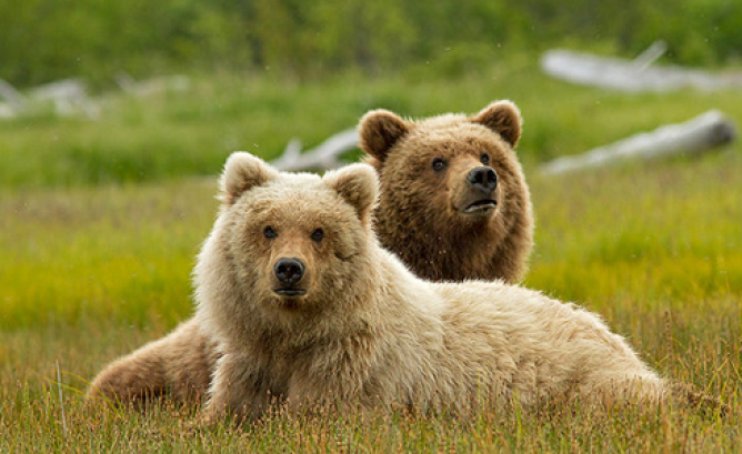 Picture from 6 Disneynature Movies for Earth Day