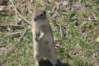 That’s Not the Great Groundhog!