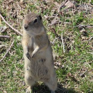 That’s Not the Great Groundhog!