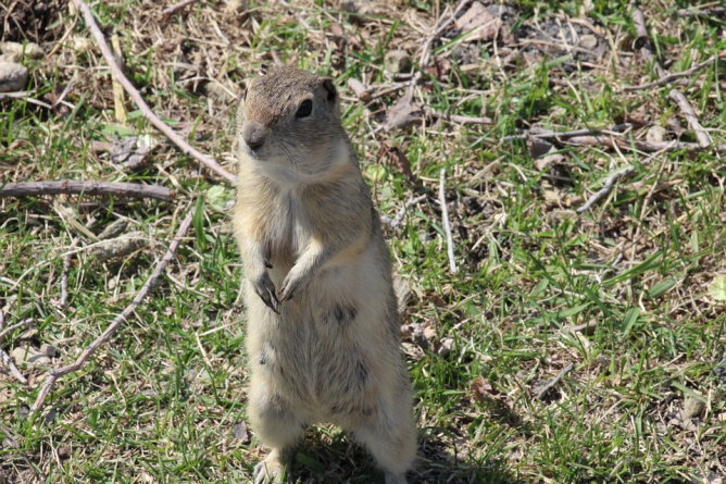 Picture from That’s Not the Great Groundhog!