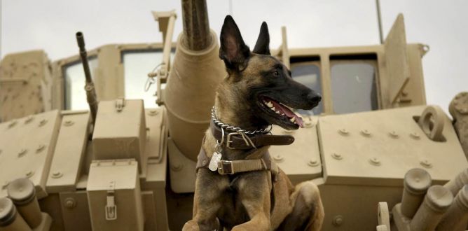 Picture from A Dozen Dog Movies to Celebrate National Dog Day